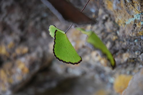 Adiantum reniforme